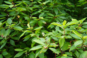 Fototapeta na wymiar Cornus alba aurea green shrub