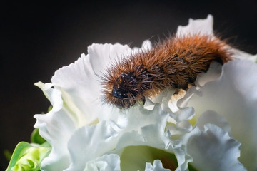 Orange grub on a white flower blossom