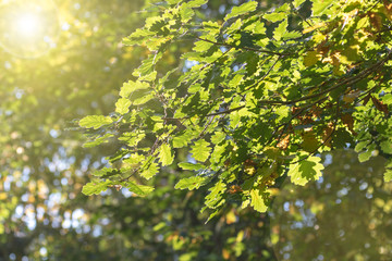 Fototapeta premium Green leaves in the treetop with golden backlight