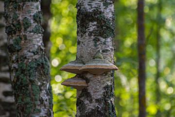 Mushrooms growing on birch in the forest