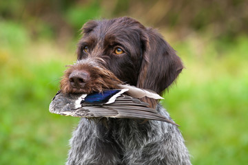 a hunting dog holding duck wing in teeth