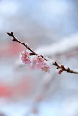 Crédence de cuisine en verre imprimé Fleur de cerisier 雪と桜./冬桜に雪が積もっています.