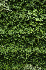 Fototapeta premium グリーンで覆われた壁