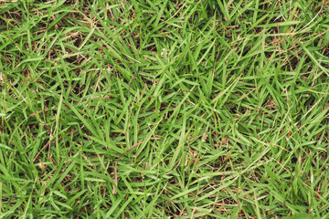 Close up nature green grass for texture background.