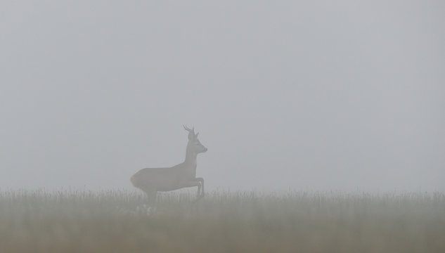 Roebuck in the mist. Roe deer in the mist.