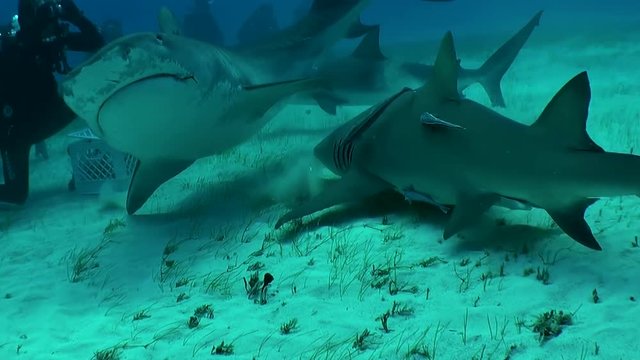 Tiger shark attacks the bait box during a shark feeding dive, Tiger Beach, The Bahamas.