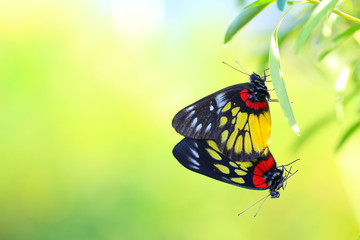 Fototapeta na wymiar Butterfly mating on green leaves.