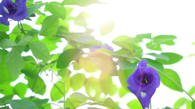 Blue butterfly pea flowers tree plant