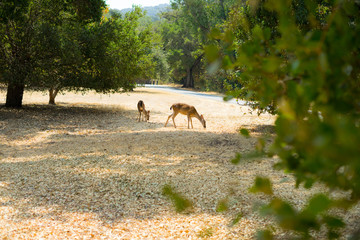 two little fawn in the park