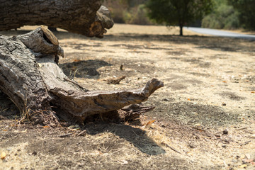 Special wood in the park