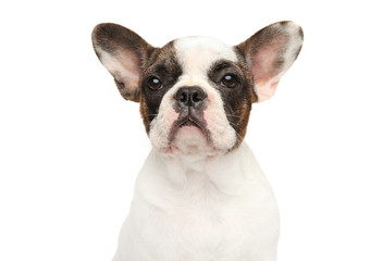 Portrait of a young French bulldog puppy