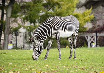 Fototapeta na wymiar Zebra. Zebras are a variety of wild horses. All zebras have the same type of coloring is black and white stripes.