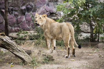 Lioness. The lion is a predatory mammal, one of the four representatives of the genus Panthers.