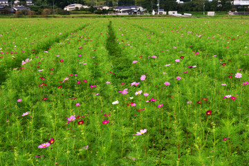 三光のコスモス