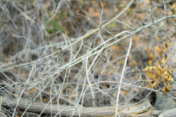 dry branch in the park