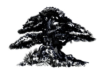 Obraz premium Bonsai tree, Ink drawing.
