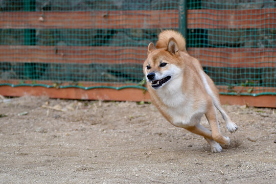 犬 走る Images – Browse 8,260 Stock Photos, Vectors, and Video | Adobe Stock