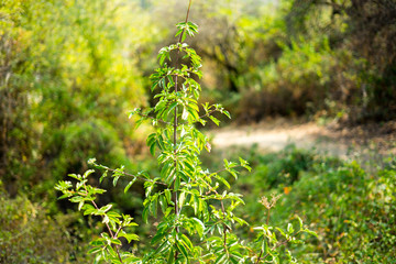 Plant viwe in the park