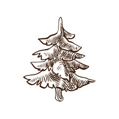 Beautiful autumn forest, plant, mature spruce tree. Christmas tree.