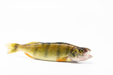 Fresh river trout, isolated on white background.