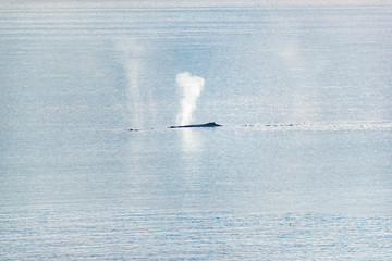 Whale watching cruise Alaska tourist activity travel vacation - Humpback whale spouting water from...