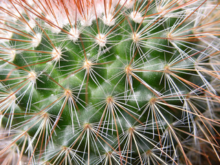 cactus spikes