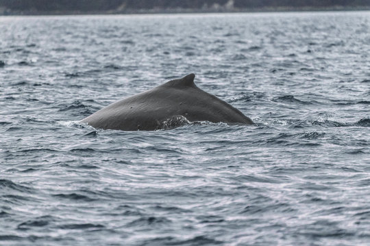 Whale watching cruise Alaska tourist activity destination summer holidays- Humpback whale dorsal fin breaching water