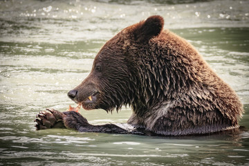 Bear fishing in the Chilkoot river, Haines Alaska