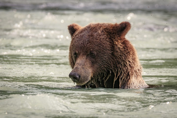 Naklejka na ściany i meble Bear fishing in the Chilkoot river, Haines Alaska