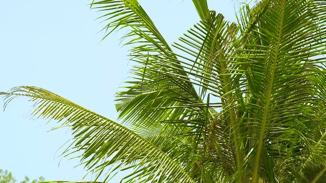 Branches of green palm tree waving on wind at summer beach on blue sky landscape. Green palm trees on clear sky background.