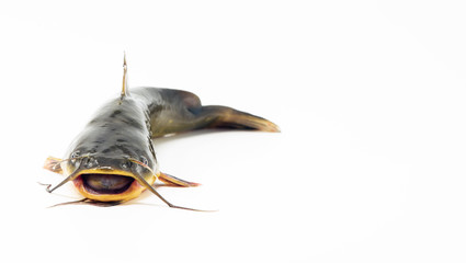 Dead catfish isolated on white background. Caught in Columbia river, Oregon.