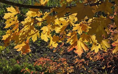 colourful maple leaves at autumn