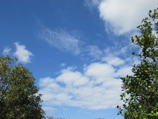 Obraz premium 空と木