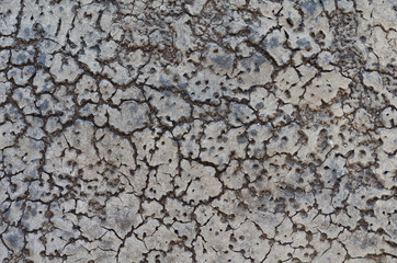 A dry land with cracks.