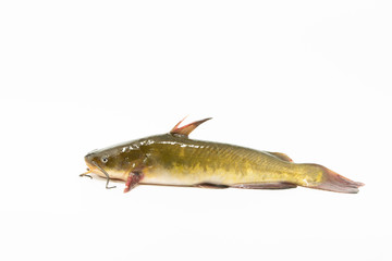 Catfish isolated on white background. Caught in Columbia river, Oregon.