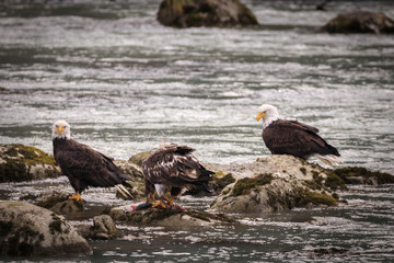Eagle fishing in the Chilkoot river, Haines Alaska