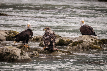 Eagle fishing in the Chilkoot river, Haines Alaska