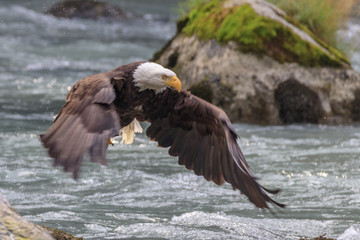 Eagle fishing in the Chilkoot river, Haines Alaska
