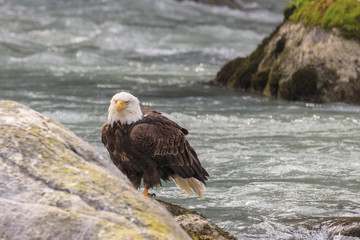 Eagle fishing in the Chilkoot river, Haines Alaska