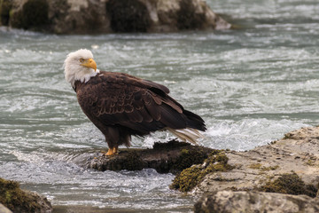 Eagle fishing in the Chilkoot river, Haines Alaska