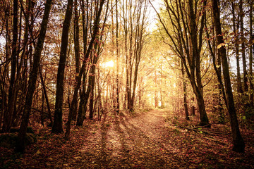 Hiking trail in yellow autumn landscape.