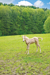 Obraz premium Fohlen