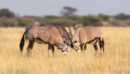 Naklejka na ściany i meble Oryx in the Kalahari desert