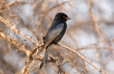 Drongo in a tree
