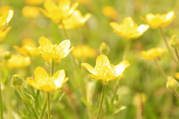 yellow flowers in garden