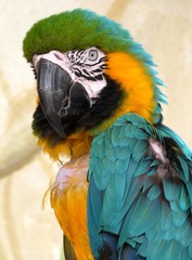 portrait de perroquet vert et jaune