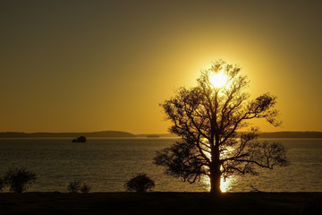 Fototapeta na wymiar Silhouette of a big old oak at the lake in sunset. Copy space