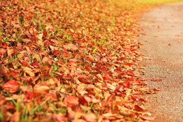 Autumn leaves background.
