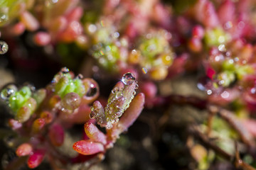 water drops from nature