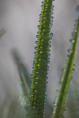 water drops from nature
